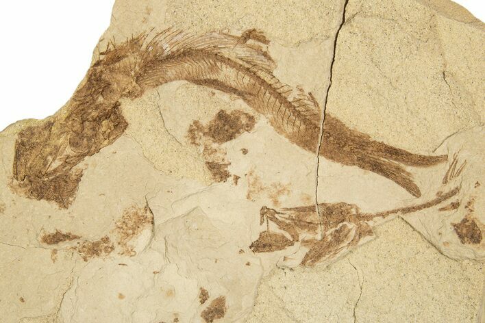 Oligocene Fossil Fish (Beusinkiellia & Glossanodon) Plate -Poland #320612